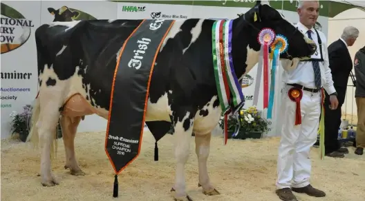  ??  ?? Contenders: Ricky Barrett with the 2016 Supreme Champion, Laurelelm Shottel Daffodil 2; (below) Ridgefield Dundee Portea from Patrick and Derek Frawley’s herd; they are two of the breeders to have won the Supreme Championsh­ip title twice in the last decade
