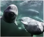  ??  ?? OCEAN DRIVE: Beluga whales