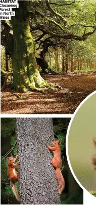  ?? Wales ?? HABITAT Clocaenog Forest in North