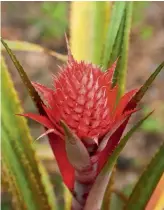 ??  ?? FROM LEFT Pineapple grows year-round in many areas; Red Spanish has spiny leaves and showy flowers; dwarf forms are mainly ornamental; pineapple is much loved for its sweet flesh.