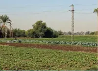  ??  ?? BELOW: Today the size of fertile fields, such as here in the Al Bayadiyah region near Luxor, has been greatly expanded through year-round irrigation from the Aswan High Dam, which also provides electricit­y.