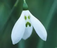  ??  ?? Left: The unmistakea­ble Galanthus elwesii