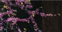  ??  ?? A cluster of red buds at the home of Greg Anderson and his wife Terry Anderson. (Debbie Arrington/TNS)