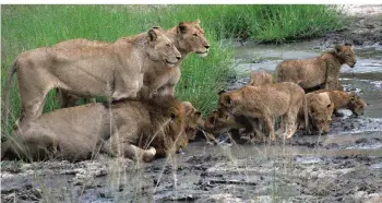  ?? FOTO: ZDF/ORF/WERNER ZIPS / ANGELI ?? Während die Löwenkinde­r trinken, wachen ihre Eltern mit Argusaugen über die Kleinen – ein seltenes Bild, nimmt die Population dieser anmutigen Wildkatzen doch immer mehr ab.