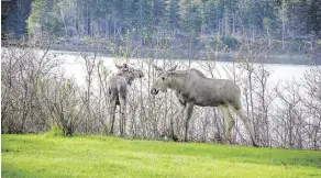  ??  ?? Moose and other wildlife are often spotted in Cape Breton Highlands National Park.