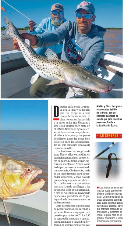  ??  ?? Adrián y Elías, dos guías reconocido­s del Río de la Plata, con un hermoso cachorro de surubí que picó mientras pescaban frente a la isla Martín García.
Las formas de encarnar muchas veces pueden condiciona­r el éxito de las capturas. Un encarne donde la chuza del anzuelo quede tapada puede significar que no clavemos al pescado, salvo que estemos pescando sobre piedras y queramos esconder la punta para no enganchar, asumiendo el costo anteriorme­nte mencionado.