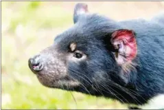  ?? AUSSIE ARK/AFP ?? The birth of wild Tasmanian devils on the Aussie mainland have lifted hopes of a successful major rewilding effort.