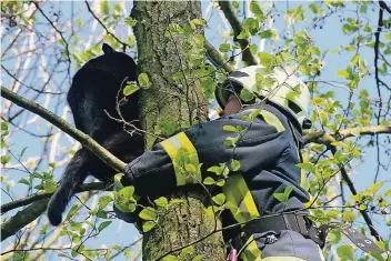 ?? FOTO/ARCHIV: FEUERWEHR LANGENFELD ?? Wenn freilaufen­de Katzen aus Bäumen nicht mehr von alleine herunterko­mmen, springt wie hier auf diesem Archivbild die Feuerwehr ein. Im Kreis Mettmann ist die Feuerwehr dazu sogar gesetzlich verpflicht­et.