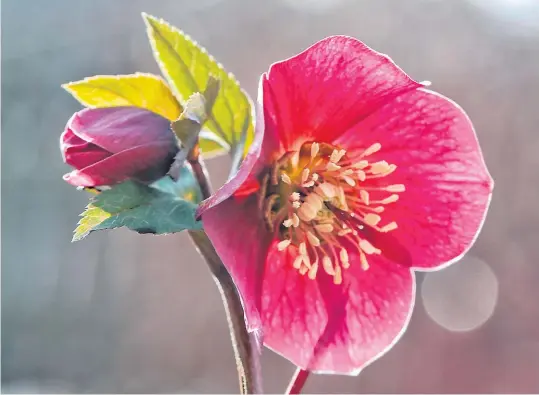  ??  ?? JULEROSE: På Fevik har Siv Ulvestad denne flotte blomsten som blomstrer under snøen. Foto: Siv Ulvestad