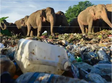  ?? — AFP ?? Hazard to their health: A file photo of wild elephants standing near an electric fence as they rummage through garbage dumped at an open ground in Sri Lanka.