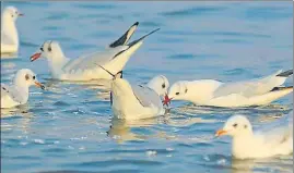  ?? HT PHOTO ?? Migratory birds near Sangam in Prayagraj.
