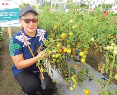  ??  ?? ASPIRING LADY FARMER AT THE HARVEST FEST – Mary Ann Roque, a travel agency manager who has started her own farm, was one of the early visitors at the Atisco Harvest Festival in Tanauan City on November 30 to December 2, 2017. She attended the harvest...