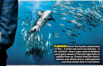  ??  ?? TEAMWORK One of the hardest phenomena to film – it often only lasts ten minutes – is the ‘baitball’, where super-pods of dolphins corral giant shoals of fish into tight balls to gobble them up. Oceanic blacktip sharks, sealions and whales join in, while gannets and shearwater­s dive in from above.