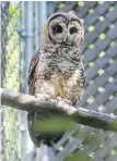  ?? NSOBP VIA CP ?? A northern spotted owl at the breeding program centre in Langley.