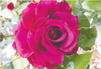  ??  ?? Our Anniversar­y rose is a perfumed, low-growing red hybrid tea.