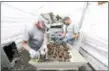  ??  ?? Skip Gilman, left, and Indian River Shellfish co-owner George Harris sort through Eastern Oysters under a tent.