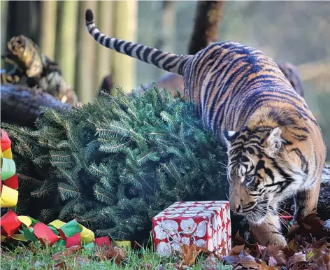  ?? PICTURES: RICHARD AUSTIN ?? Paignton Zoo’s rare Sumatran tigers having fun with an animal-friendly Christmas tree and presents