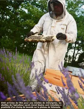  ??  ?? Sitôt arrivées de l’Ain pour une miellée de châtaignie­r, les abeilles de l’apiculteur varois Lionel Quéno sont installées à proximité d’un champ de lavande sur le plateau de Valensole.