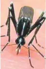  ??  ?? Mosquito Aedes Vittatus
