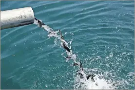  ?? Jose M. Osorio/chicago Tribune/tns ?? Brown trout raised from the Illinois Department of Natural Resources’ Jake Wolf Memorial Fish Hatchery are dropped into Belmont Harbor in Chicago in 2017.