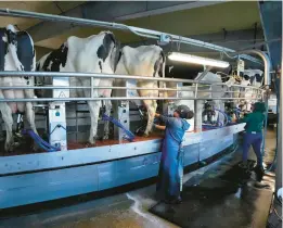  ?? ROBERT F. BUKATY/AP ?? Workers tend to cows April 1 in the milking parlor at the Flood Brothers Farm in Clinton, Maine.