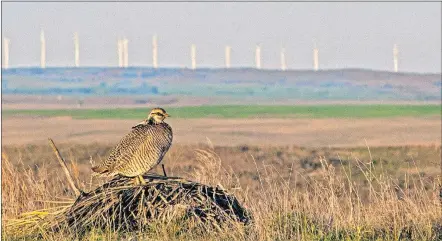  ?? [OKLAHOMA STATE UNIVERSITY] ?? A lesser prairie chicken is seen trying to attract a mate.