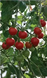  ??  ?? La subvention du MAPAQ donne un coup de pouce aux Serres Jardins-Nature, un fleuron québécois en production de tomates biologique­s.