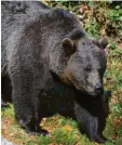  ?? Foto: Michael Munkler ?? Ein Braunbär wie dieser aus einem Gehege im bayerische­n Wald ist derzeit im Freistaat unterwegs.