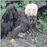  ?? PHOTO COURTESY OF DERRICK HATCHER ?? The three- to five-year-old male bald eagle batted Derrick Hatcher’s jacket away with its powerful wings five times before Hatcher managed to capture him.