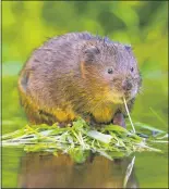  ??  ?? Water voles are at risk of extinction
