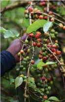  ?? FOTO: SARA ASSARSSON ?? Mugoruwera Leocadia odlar kaffe för att hedra sina mördade söners minne. ”Mina söner planterade kaffet. Odlingarna är det enda minnet jag har kvar av dem,” säger hon.