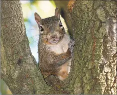  ?? Shannon Tompkins / Houston Chronicle ?? Good mast crops allow the gray squirrel population to thrive.