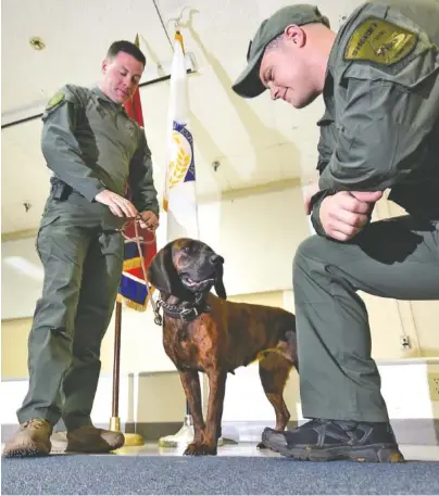  ?? STAFF PHOTO BY TIM BARBER ?? K9 handlers Chris Walker, left, and Danny Stone flank Tynne, the newest member of the Hamilton County Sheriff’s K9 Patrol Unit Tuesday morning. The bloodhound is a Hanoverian hound from Slovakia, where she was bred.