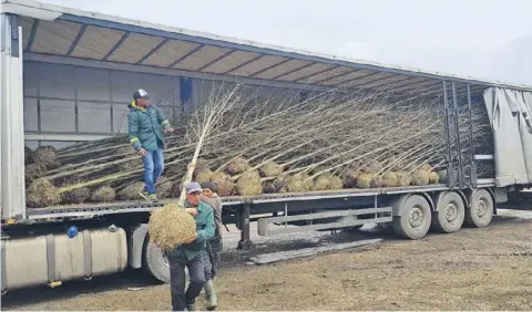  ??  ?? Pe Șoseaua Giurgiului a început deja plantarea de arbori