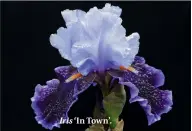  ??  ?? Iris ‘In Town’.