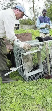  ??  ?? En esta granja de La Coruña desconocid­os liberaron 15.500 visones en 2006