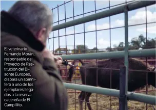  ??  ?? El veterinari­o Fernando Morán, responsabl­e del Proyecto de Restitució­n del Bisonte Europeo, dispara un somnífero a uno de los ejemplares llegados a la reserva cacereña de El Campillito.