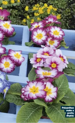  ??  ?? Polyanthus make a pretty display