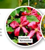  ?? ?? Clematis ‘Kermesina’