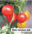  ?? ?? Water tomatoes daily