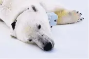  ?? BUSCH GARDENS ?? A polar bear wearing a tracking collar rests on sea ice in the Beaufort Sea off Alaska. As the ice thins, bears find hunting for food more difficult.