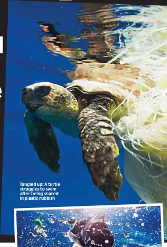  ??  ?? Tangled up: A turtle struggles to swim after being snared in plastic rubbish