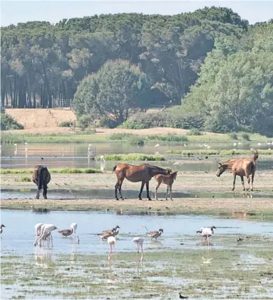  ?? EFE ?? Caballos, flamencos y gansos se alimentan en torno a una laguna de Doñana, en Almonte.