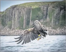  ??  ?? A white-tailed eagle swoops down on a fish off the Isle of Mull