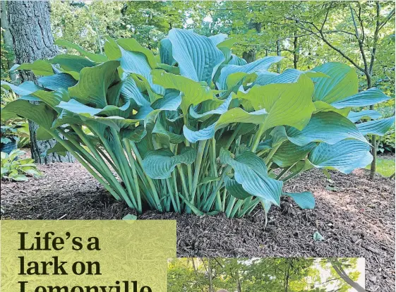  ??  ?? The classic Krossa Regal hosta is strong, impervious to bugs and elegant with its vase shape. It’s a dependable performer in Rita and Mike Guérin’s garden in Burlington.