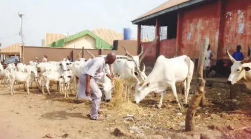  ??  ?? Benue State Vice chairman, National Butchers Union (NBU), Mohammed Haruna Jakiri, shows part of the grass he bought for his cows