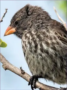  ?? One of the Galapagos finches that contribute­d to the formulatio­n of the Theory of Evolution. ??