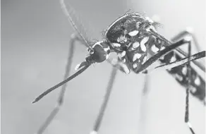  ?? GETTY IMAGES ?? Mosquitoes are pests no matter their species, but North Carolina is dealing with some particular­ly big ones after Hurricane Florence.