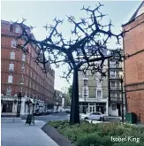  ??  ?? The fierce tree of Chelsea
Isobel King