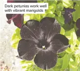  ??  ?? Dark petunias work well with vibrant marigolds